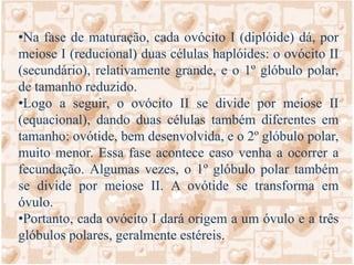 Ovogônias (2n)Período germinativo2nMitoseOvogônias (2n)2n2nCrescimento sem divisão celularPeríodo de crescimentoOvócito I (2n)Meiose I2nPrimeiro glóbulo polar (n cromossomos duplicados)Ovócito II (n cromossomos duplicados)nnPeríodo de maturaçãoMeiose II (só se completa se ocorre fecundação)glóbulos polares (n)nnnÓvulo (n)nSão formados eventualmenteGametogênese (ovulogênese)Células germinativas (2n)