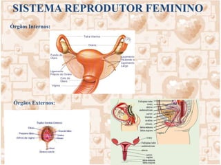 OVULAÇÃO 	A ovulação começa no início da puberdade, geralmente com a maturação de um folículo por mês retomando o processo que ocorreu antes do nascimento da menina. 