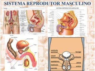 A longa duração da primeira divisão meiótica, até 45 anos, pode ser responsável pela freqüência relativamente alta de erros na meiose. 