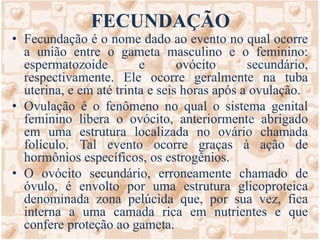 Logo a seguir, o ovócito II se divide por meiose II (equacional), dando duas células também diferentes em tamanho: ovótide, bem desenvolvida, e o 2º glóbulo polar, muito menor. Essa fase acontece caso venha a ocorrer a fecundação. Algumas vezes, o 1º glóbulo polar também se divide por meiose II. A ovótide se transforma em óvulo. 
