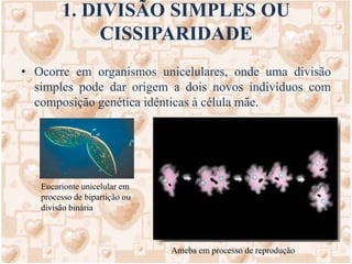 1. DIVISÃO SIMPLES OU CISSIPARIDADEOcorre em organismos unicelulares, onde uma divisão simples pode dar origem a dois novos indivíduos com composição genética idênticas à célula mãe. Eucarionte unicelular em processo de bipartição ou divisão bináriaAmeba em processo de reprodução