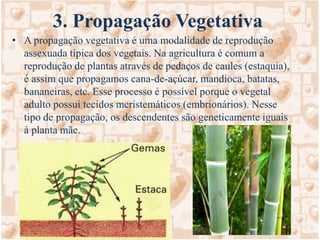 3. Propagação VegetativaA propagação vegetativa é uma modalidade de reprodução assexuada típica dos vegetais. Na agricultura é comum a reprodução de plantas através de pedaços de caules (estaquia), é assim que propagamos cana-de-açúcar, mandioca, batatas, bananeiras, etc. Esse processo é possível porque o vegetal adulto possui tecidos meristemáticos (embrionários). Nesse tipo de propagação, os descendentes são geneticamente iguais à planta mãe.