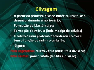 Clivagem
• A partir da primeira divisão mitótica, inicia-se o
  desenvolvimento embrionário;
• Formação de blastômeros;
• Formação da mórula (bola maciça de células)
• O vitelo é uma proteína encontrada no ovo e
  tem a função de nutrir o embrião;
• Zigoto:
Pólo vegetativo: muito vitelo (dificulta a divisão);
Pólo animal: pouco vitelo (facilita a divisão).
 