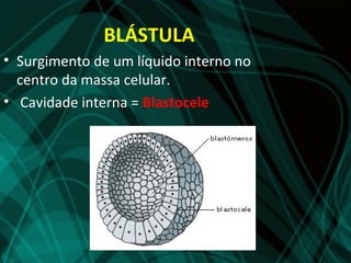 BLÁSTULA
• Surgimento de um líquido interno no
  centro da massa celular.
• Cavidade interna = Blastocele
 