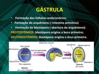 GÁSTRULA
• Formação dos folhetos embrionários;
• Formação do arquêntero; ( intestino primitivo)
• Formação do blastóporo ( abertura do arquêntero):
PROTOSTÔMIOS: blastóporo origina a boca primeiro;
DEUTEROSTÔMIOS: blastóporo origina o ânus primeiro.
 