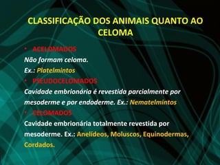 CLASSIFICAÇÃO DOS ANIMAIS QUANTO AO
                CELOMA
• ACELOMADOS
Não formam celoma.
Ex.: Platelmintos
• PSEUDOCELOMADOS
Cavidade embrionária é revestida parcialmente por
mesoderme e por endoderme. Ex.: Nematelmintos
• CELOMADOS
Cavidade embrionária totalmente revestida por
mesoderme. Ex.: Anelídeos, Moluscos, Equinodermas,
Cordados.
 