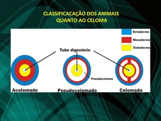 CLASSIFICACAÇÃO DOS ANIMAIS
     QUANTO AO CELOMA
 