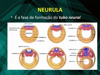 NEURULA
• É a fase de formação do tubo neural
 