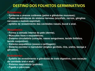 DESTINO DOS FOLHETOS GERMINATIVOS
Ectoderma:
- Epiderme e anexos cutâneos (pelos e glândulas mucosas);
- Todas as estruturas do sistema nervoso (encéfalo, nervos, gânglios
nervosos e medula espinhal);
- epitélio de revestimento das cavidades nasais, bucal e anal.

Mesoderma:
- Forma a camada interna da pele (derme).
- Músculos lisos e esqueléticos;
- Sistema circulatório (coração, vasos sanguíneos, tecido linfático,
tecido conjuntivo);
- Sistema esquelético (ossos e cartilagem);
- Sistema excretor e reprodutor (órgãos genitais, rins, uretra, bexiga e
gônadas).

Endoderma:
- Epitélio de revestimento e glândulas do trato digestivo, com exceção
da cavidade oral e anal;
- Sistema respiratório (pulmão);
- Fígado e pâncreas.
 