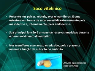Saco vitelínico
• Presente nos peixes, répteis, aves e mamíferos. É uma
  estrutura em forma de saco, revestida externamente pela
  mesoderme e, internamente, pela endoderme.

• Sua principal função é armazenar reservas nutritivas durante
  o desenvolvimento do embrião.

• Nos mamíferos esse anexo é reduzido, pois a placenta
  assume a função de nutrição do embrião



                                          Alevino apresentando
                                          saco vitelínico
 