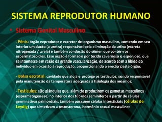 SISTEMA REPRODUTOR HUMANO
• Sistema Genital Masculino
  - Pênis: órgão reprodutor e excretor do organismo masculino, contendo em seu
  interior um ducto (a uretra) responsável pela eliminação da urina (excreta
  nitrogenada / ureia) e também condução do sêmen que contém os
  espermatozoides. Esse órgão é formado por tecido cavernoso e esponjoso, que
  se intumesce em razão da grande vascularização, de acordo com a libido do
  indivíduo em ocasião à reprodução, proporcionando a ereção deste órgão.

  - Bolsa escrotal: cavidade que aloja e protege os testículos, sendo responsável
  pela manutenção da temperatura adequada à fisiologia dos mesmos;

  - Testículos: são glândulas que, além de produzirem os gametas masculinos
  (espermatogênese) no interior dos túbulos seminíferos a partir de células
  germinativas primordiais, também possuem células intersticiais ( células de
  Leydig) que sintetizam a testosterona, hormônio sexual masculino;
 
