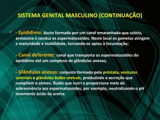 SISTEMA GENITAL MASCULINO (CONTINUAÇÃO)

• - Epidídimo: ducto formado por um canal emaranhado que coleta,
  armazena e conduz os espermatozoides. Neste local os gametas atingem
  a maturidade e mobilidade, tornando-os aptos à fecundação;

  - Canal deferente: canal que transporta os espermatozoides do
  epidídimo até um complexo de glândulas anexas;

  - Glândulas anexas: conjunto formado pela próstata, vesículas
  seminais e glândulas bulbo uretrais, produzindo a secreção que
  compõem o sêmen, fluido que nutri e proporciona meio de
  sobrevivência aos espermatozoides, por exemplo, neutralizando o pH
  levemente ácido da uretra.
 