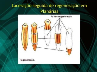 Laceração seguida de regeneração em
             Planárias
 