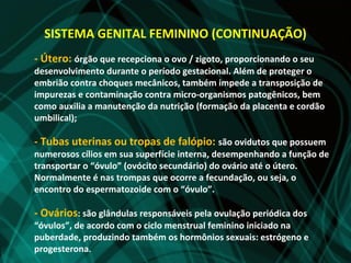 SISTEMA GENITAL FEMININO (CONTINUAÇÃO)
- Útero: órgão que recepciona o ovo / zigoto, proporcionando o seu
desenvolvimento durante o período gestacional. Além de proteger o
embrião contra choques mecânicos, também impede a transposição de
impurezas e contaminação contra micro-organismos patogênicos, bem
como auxilia a manutenção da nutrição (formação da placenta e cordão
umbilical);

- Tubas uterinas ou tropas de falópio: são ovidutos que possuem
numerosos cílios em sua superfície interna, desempenhando a função de
transportar o “óvulo” (ovócito secundário) do ovário até o útero.
Normalmente é nas trompas que ocorre a fecundação, ou seja, o
encontro do espermatozoide com o “óvulo”.

- Ovários: são glândulas responsáveis pela ovulação periódica dos
“óvulos”, de acordo com o ciclo menstrual feminino iniciado na
puberdade, produzindo também os hormônios sexuais: estrógeno e
progesterona.
 