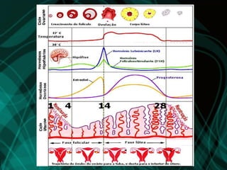 Reprodução e Embriologia (Aula em Power Point)
