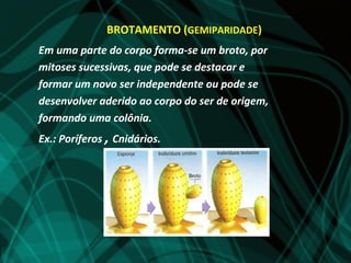 BROTAMENTO (GEMIPARIDADE)
Em uma parte do corpo forma-se um broto, por
mitoses sucessivas, que pode se destacar e
formar um novo ser independente ou pode se
desenvolver aderido ao corpo do ser de origem,
formando uma colônia.
Ex.: Poríferos , Cnidários.
 