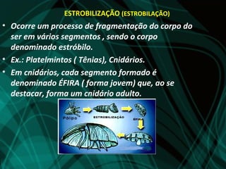 ESTROBILIZAÇÃO (ESTROBILAÇÃO)
• Ocorre um processo de fragmentação do corpo do
  ser em vários segmentos , sendo o corpo
  denominado estróbilo.
• Ex.: Platelmintos ( Tênias), Cnidários.
• Em cnidários, cada segmento formado é
  denominado ÉFIRA ( forma jovem) que, ao se
  destacar, forma um cnidário adulto.
 