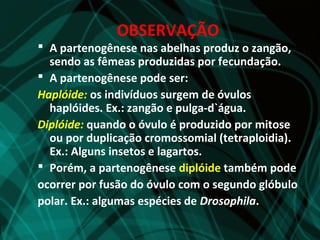 OBSERVAÇÃO
 A partenogênese nas abelhas produz o zangão,
  sendo as fêmeas produzidas por fecundação.
 A partenogênese pode ser:
Haplóide: os indivíduos surgem de óvulos
  haplóides. Ex.: zangão e pulga-d`água.
Diplóide: quando o óvulo é produzido por mitose
  ou por duplicação cromossomial (tetraploidia).
  Ex.: Alguns insetos e lagartos.
 Porém, a partenogênese diplóide também pode
ocorrer por fusão do óvulo com o segundo glóbulo
polar. Ex.: algumas espécies de Drosophila.
 