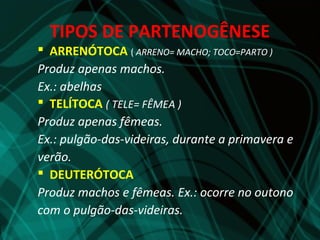 TIPOS DE PARTENOGÊNESE
 ARRENÓTOCA ( ARRENO= MACHO; TOCO=PARTO )
Produz apenas machos.
Ex.: abelhas
 TELÍTOCA ( TELE= FÊMEA )
Produz apenas fêmeas.
Ex.: pulgão-das-videiras, durante a primavera e
verão.
 DEUTERÓTOCA
Produz machos e fêmeas. Ex.: ocorre no outono
com o pulgão-das-videiras.
 