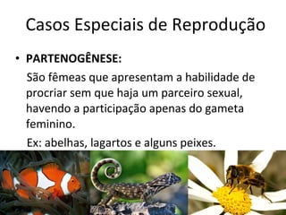 Casos Especiais de Reprodução PARTENOGÊNESE:   São fêmeas que apresentam a habilidade de procriar sem que haja um parceiro sexual, havendo a participação apenas do gameta feminino. Ex: abelhas, lagartos e alguns peixes. 