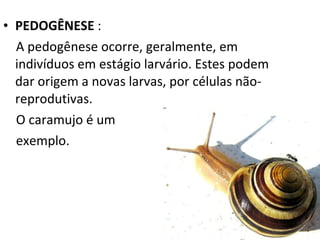 PEDOGÊNESE  : A pedogênese ocorre, geralmente, em indivíduos em estágio larvário. Estes podem dar origem a novas larvas, por células não-reprodutivas.  O caramujo é um exemplo. 