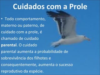 Cuidados com a Prole Todo comportamento,  materno ou paterno, de  cuidado com a prole, é  chamado de cuidado  parental . O cuidado  parental aumenta a probabilidade de sobrevivência dos filhotes e consequentemente, aumenta o sucesso reprodutivo da espécie. 