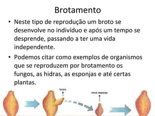 Brotamento Neste tipo de reprodução um broto se desenvolve no indivíduo e após um tempo se desprende, passando a ter uma vida independente.  Podemos citar como exemplos de organismos que se reproduzem por brotamento os fungos, as hidras, as esponjas e até certas plantas. 