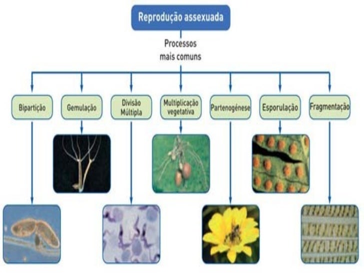 Diversas Espécies De Seres Vivos Se Reproduzem