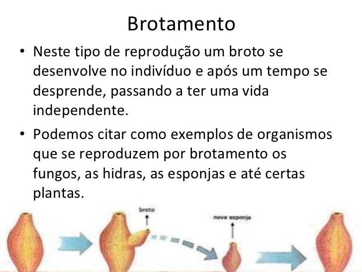 Qual A Principal Maneira Pela Qual Esses Seres Se Reproduzem