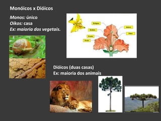 Monóicos x Dióicos Monos:  único Oikos:  casa Ex: maioria dos vegetais. Dióicos (duas casas) Ex: maioria dos animais 