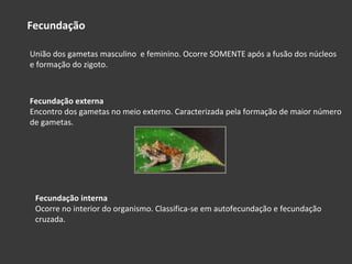 Fecundação União dos gametas masculino  e feminino. Ocorre SOMENTE após a fusão dos núcleos e formação do zigoto. Fecundação externa Encontro dos gametas no meio externo. Caracterizada pela formação de maior número de gametas. Fecundação interna Ocorre no interior do organismo. Classifica-se em autofecundação e fecundação cruzada. 