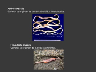 Autofecundação Gametas se originam de um único indivíduo hermafrodita. Fecundação cruzada Gametas se originam de indivíduos diferentes. 