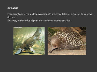 OVÍPAROS Fecundação interna e desenvolvimento externo. Filhote nutre-se de reservas do ovo. Ex: aves, maioria dos répteis e mamíferos monotremados. 