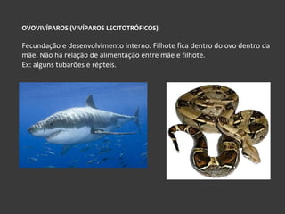 OVOVIVÍPAROS (VIVÍPAROS LECITOTRÓFICOS) Fecundação e desenvolvimento interno. Filhote fica dentro do ovo dentro da mãe. Não há relação de alimentação entre mãe e filhote. Ex: alguns tubarões e répteis. 