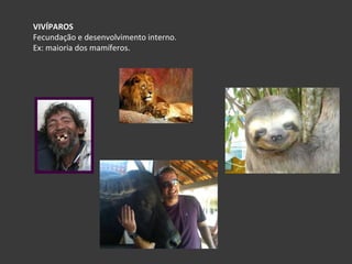 VIVÍPAROS Fecundação e desenvolvimento interno.  Ex: maioria dos mamíferos. 