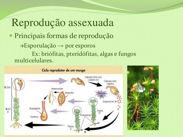 Reprodução sexuada e assexuada
