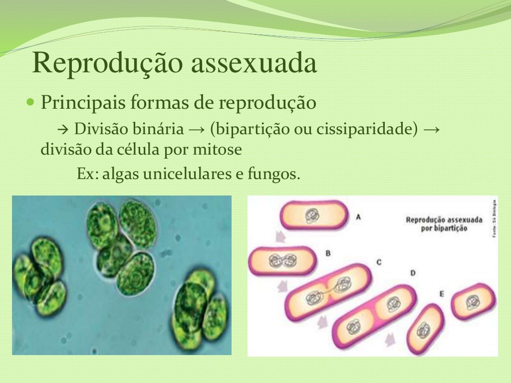 Reprodução sexuada e assexuada