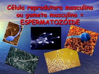 Célula reprodutora masculina ou gameta masculino = ESPERMATOZÓIDE 