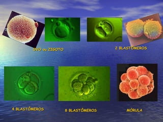 OVO ou ZIGOTO 2 BLASTÔMEROS 4 BLASTÔMEROS 8 BLASTÔMEROS MÓRULA 