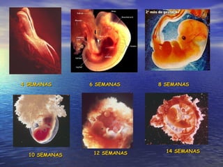 4 SEMANAS 6 SEMANAS 8 SEMANAS 12 SEMANAS 14 SEMANAS 10 SEMANAS 