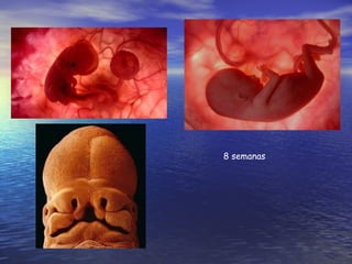 8 semanas 