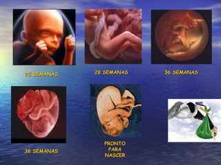 25 SEMANAS 36 SEMANAS 28 SEMANAS 38 SEMANAS PRONTO PARA NASCER 