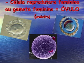 -  Célula reprodutora feminina ou gameta feminino = ÓVULO ( ovócito) 