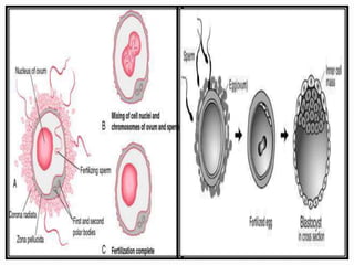 Reprodution Move Reprodution in organisms | PPTX