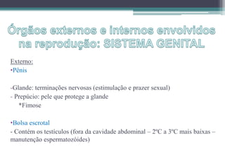 Externo:
•Pênis
-Glande: terminações nervosas (estimulação e prazer sexual)
- Prepúcio: pele que protege a glande
*Fimose
•Bolsa escrotal
- Contém os testículos (fora da cavidade abdominal – 2ºC a 3ºC mais baixas –
manutenção espermatozóides)
 