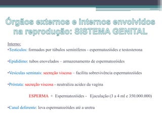 Interno:
•Testículos: formados por túbulos seminíferos - espermatozóides e testosterona
•Epidídimo: tubos enovelados – armazenamento de espermatozóides
•Vesículas seminais: secreção viscosa – facilita sobrevivência espermatozóides
•Próstata: secreção viscosa - neutraliza acidez da vagina
ESPERMA + Espermatozóides - Ejaculação (3 a 4 ml e 350.000.000)
•Canal deferente: leva espermatozóides até a uretra
 