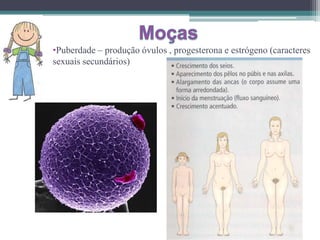 •Puberdade – produção óvulos , progesterona e estrógeno (caracteres
sexuais secundários)
 