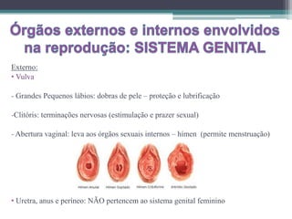 Externo:
• Vulva
- Grandes Pequenos lábios: dobras de pele – proteção e lubrificação
-Clitóris: terminações nervosas (estimulação e prazer sexual)
- Abertura vaginal: leva aos órgãos sexuais internos – hímen (permite menstruação)
• Uretra, anus e períneo: NÃO pertencem ao sistema genital feminino
 