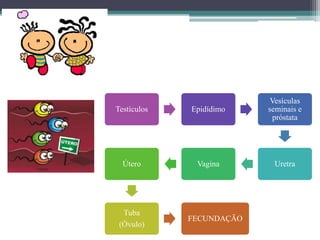 Testículos Epidídimo
Vesículas
seminais e
próstata
Uretra
Vagina
Útero
Tuba
(Óvulo)
FECUNDAÇÃO
 