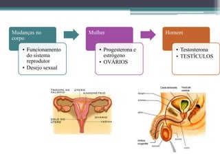 Mudanças no
corpo
• Funcionamento
do sistema
reprodutor
• Desejo sexual
Mulher
• Progesterona e
estrógeno
• OVÁRIOS
Homem
• Testosterona
• TESTÍCULOS
 
